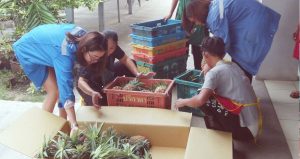 K P N Green to buy 9 T surplus pineapples to ease oversupply